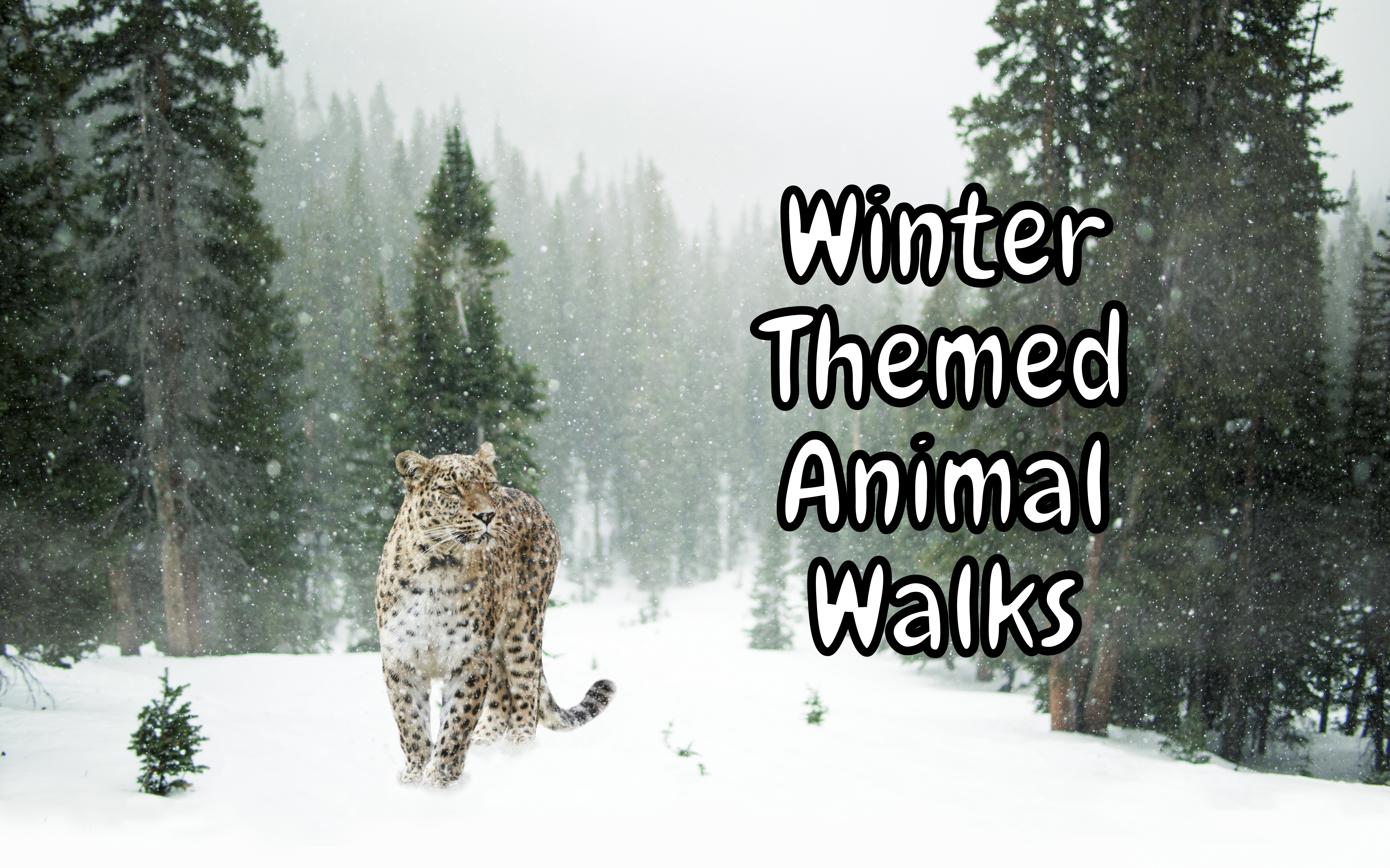 Winter Animal Walks